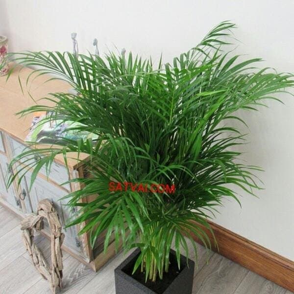 Areca palm plant