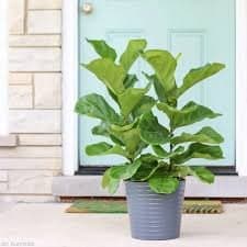 Caladium Plant Indian