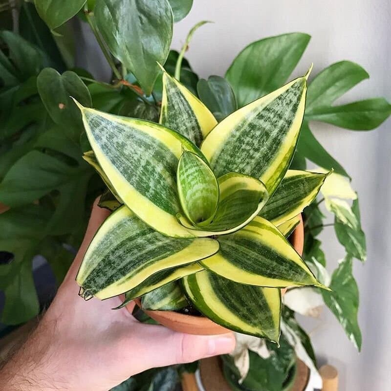 Bird Nest Snake Plant